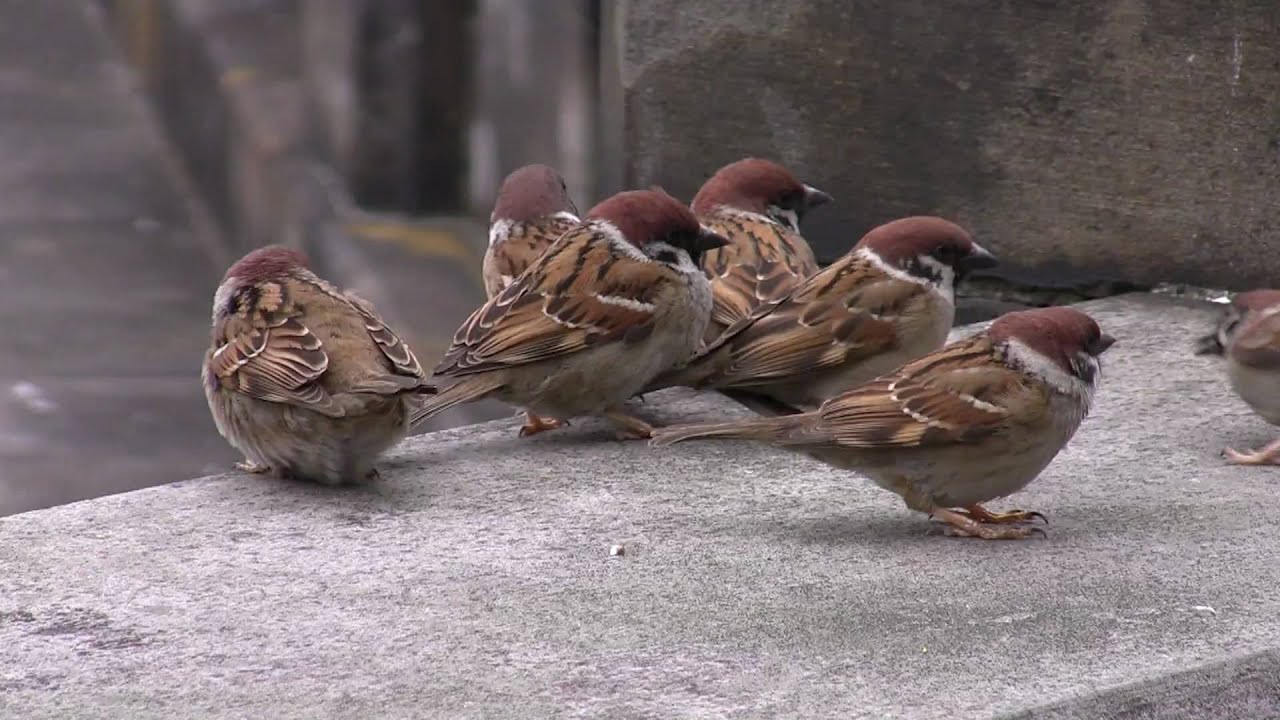 雀の鳴き声 スピリチュアル