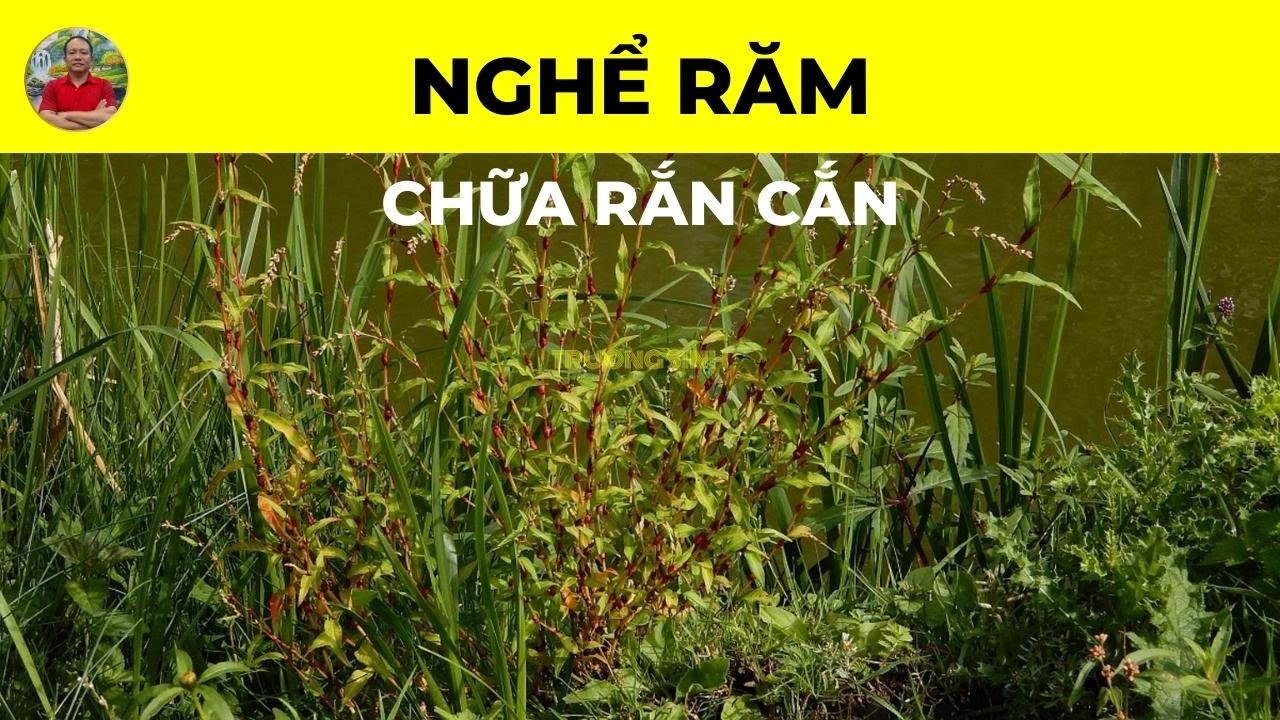 Nghể Răm Có Tác Dụng Chữa Trị Bệnh Gì | Chữa Rắn Cắn - YouTube