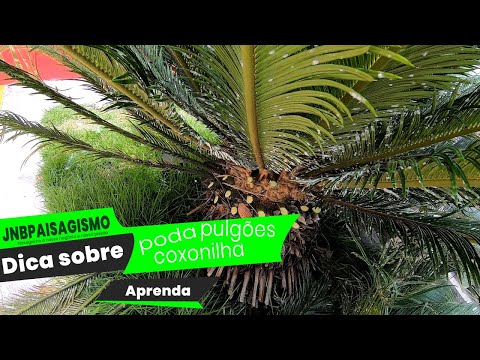 Dica de jardinagem como poda cica, eliminar pragas como cochonilha e pulgão