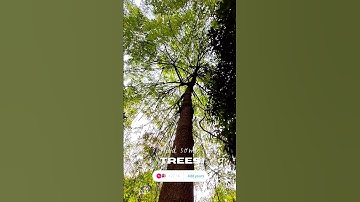 Trees 🌳 🌳🌳 #nature #music #shakyar98 #tree #trees #trendingshorts #shorts #youtube #love