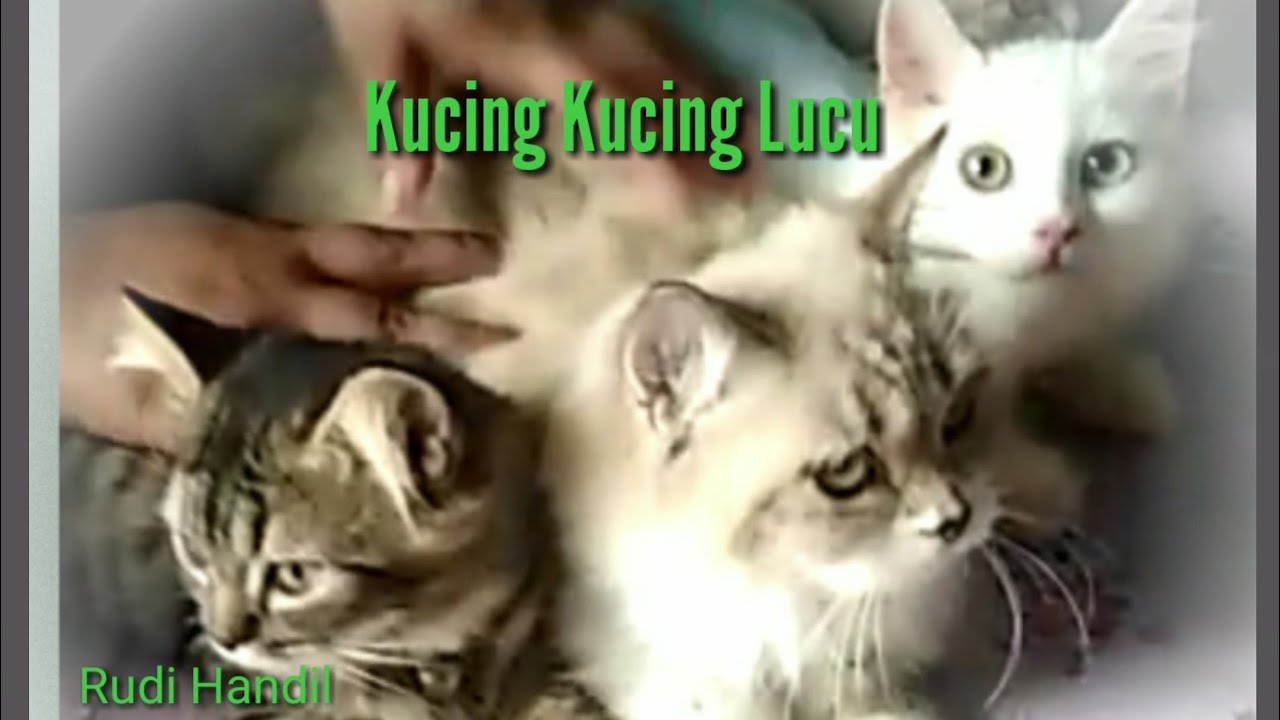 Bermain bersama kucing~kucing lucu - YouTube
