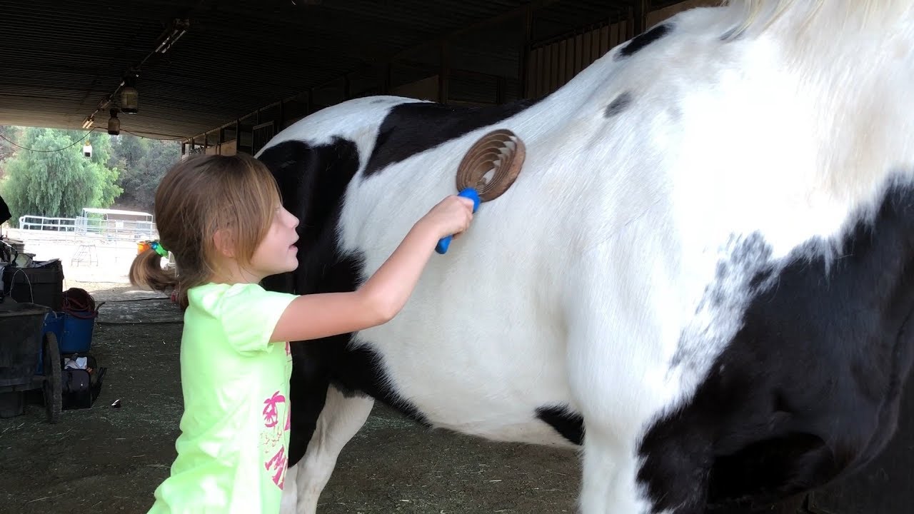 Brushing My Horse/Animal ASMR - YouTube