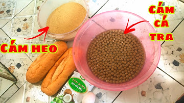 Bài Mồi Câu Cá Tra Sông - Đơn Giản Mà Rất Hiệu Quả , Thả Câu Là Cá Ăn Liền | Fishing - Miền Tây