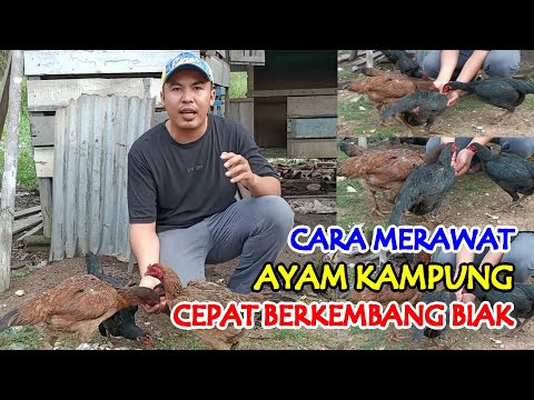 Video: Menanam bibit lada: persiapan benih, hari baik