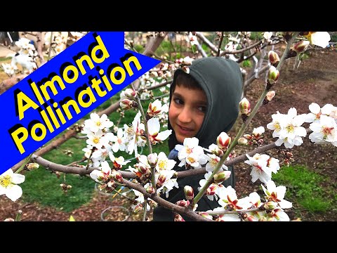 Almond Tree Hand Pollination (With Son)