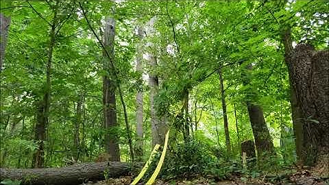 Can an electric chainsaw fell large trees? Ego Chainsaw, Backhoe, bucking up inside!