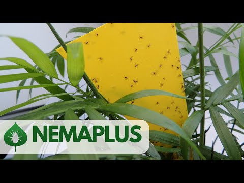 Video: Jak rostliny kontrolují parazitické háďátka?