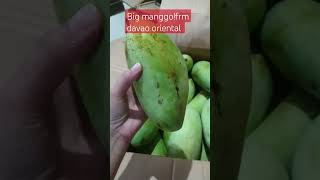 Big manggo frm davao oriental share shortvideo 2023 subscribe probinsiya mangga blessings