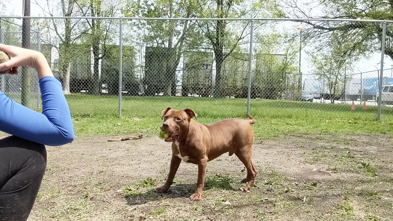 willie-mays-hayes-fetching-5-16-20-youtube