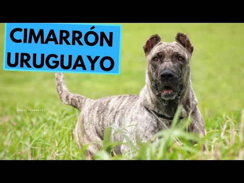 Cimarrón Uruguayo - TOP 10 Interesting Facts