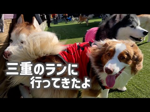 三重のドッグランで大騒ぎ！ハスキーとオーストラリアンシェパードの楽しすぎる一日