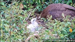 Crested Serpent Eagle- Wężojad czubaty - Karmienie jedynaka🐥🌹🍀💓 17/05/2024 Taiwan