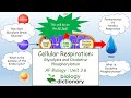 Cellular Respiration Quiz