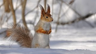 Как Белка Зимует. Детям Про Животных.