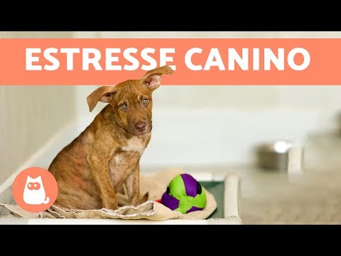 Vídeo: Ajudas calmantes para cães ansiosos