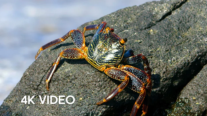 Crab vs Eel vs Octopus | 4K UHD | Blue Planet II | BBC Earth - DayDayNews