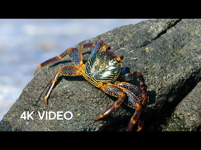 Crab vs Eel vs Octopus | 4K UHD | Blue Planet II | BBC Earth class=