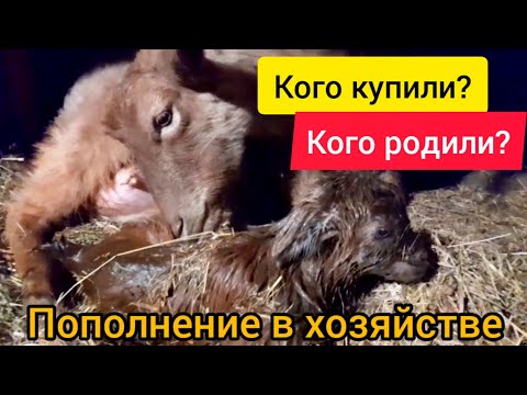 ⚫ Деревенская жизнь / Козьи новости / Кого принесла коза Маня?/Курочки доминант хохлатый