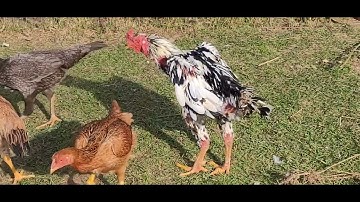 MUS PUB WB COV QAIB DUA NAWB!