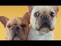 French Bulldogs Funny Moments & Fails Compilation #11 французский бульдог приколы