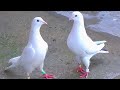 Мои Голуби///My Pigeons
