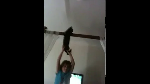 Watch the video about Kittys Catastrophe - Hairless cats fall from grace! Warning very FUNNY!