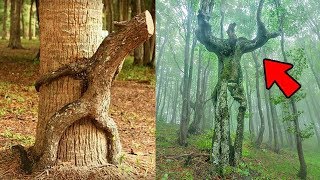 5 Alberi Misteriosi che provengono dall'Inferno