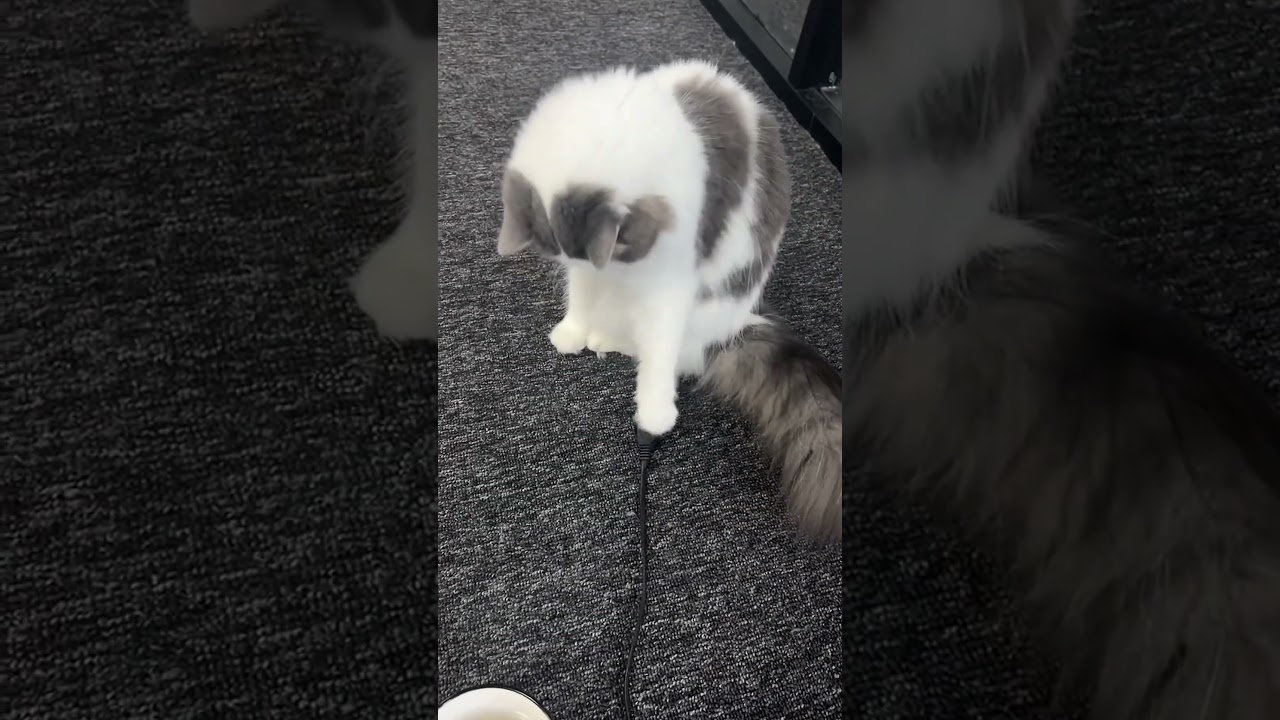Watch this clever pet in action! 