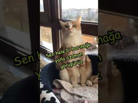 Evden kovulan kedi ağlıyor 😡😡 - RohanliAdam