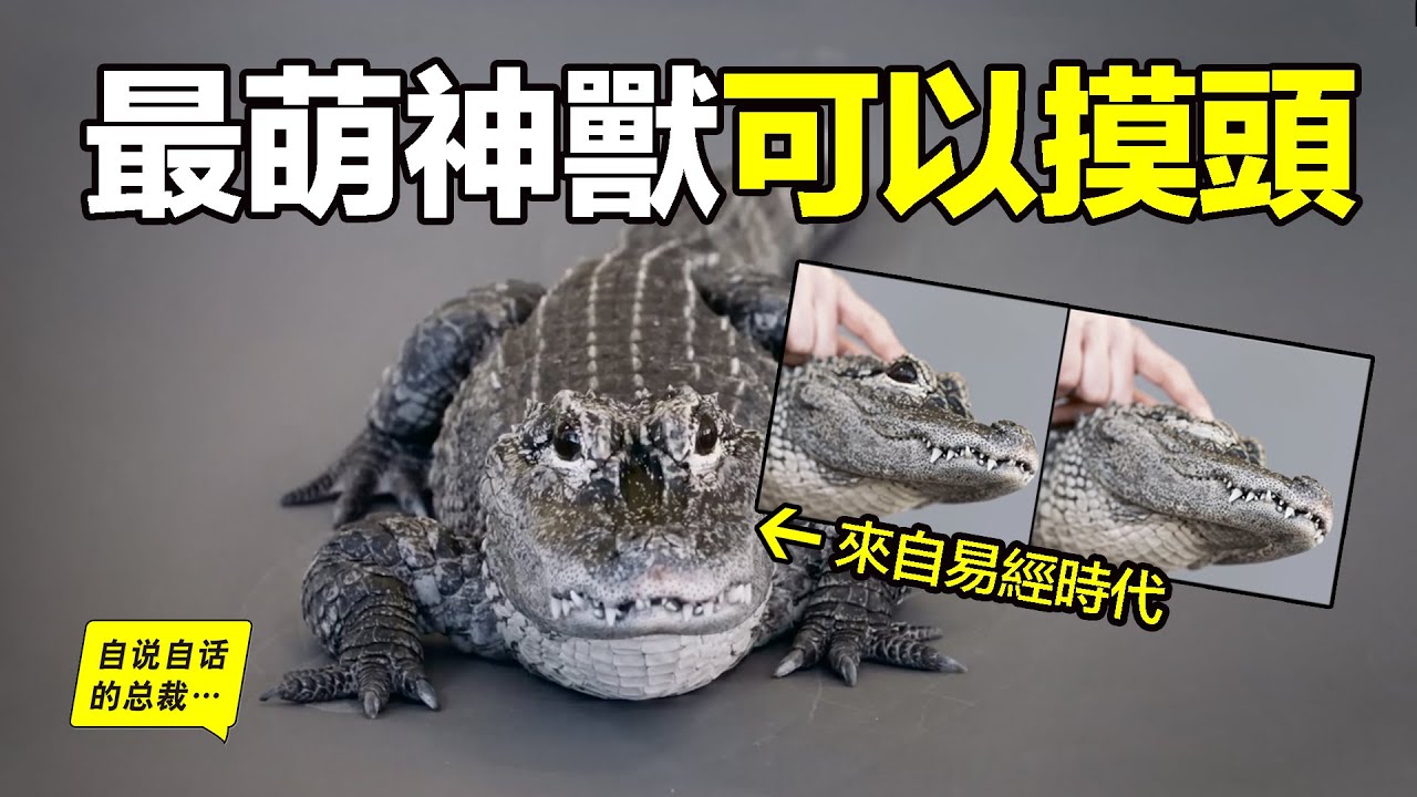 愛吃雪餅？打不過大鵝？喜歡被摸頭？原來，鱷魚也可以這麼萌……|自說自話的總裁
