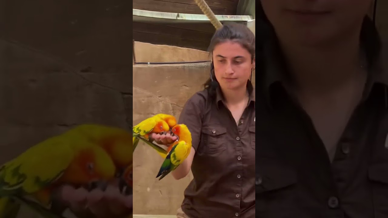 Spectacle Le Carnaval des Plumes Parc Le Pal 