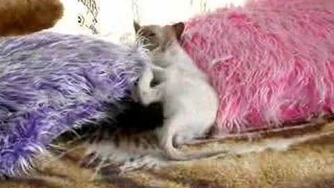 Watch the video about Siamese kittens fighting