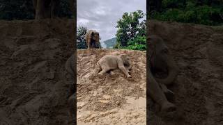 ആനക്കളികൾ 😂😂 #elephant #crocodile