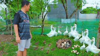 We have a new pet GEESE in our FARM 2.0! Building geese in enclosure & Quail Raising Progress
