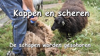 Kappen en scheren - De schapen worden geschoren
