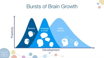 Webinar | Brain Science How Early Experiences Shape the Brain