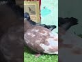 kalpataru pet shop short video #attitude gireva &saabze piong