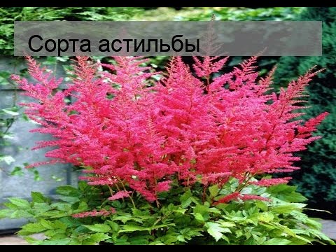 Видео: Астилба төрөл ба сорт (48 зураг): 