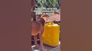 Please don’t scroll, share this reel so my dog will never be hungry for another time #funnypost