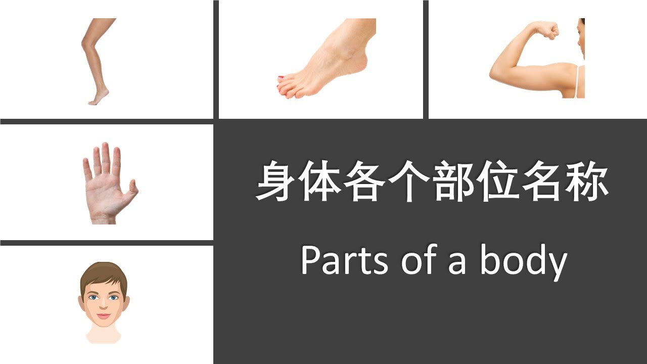 Parts Of A Body In Chinese And English 身体各个部位名称 Youtube