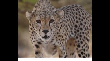 Inside the race to save the cheetah: A new campaign for survival