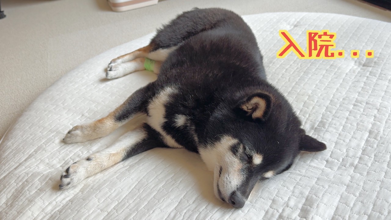 Shiba Inu Braved a Day Trip to the Vet for a Mouth Lumps Checkup