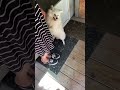 Dog wants love from mom #youtubeshorts #cutedog #dog