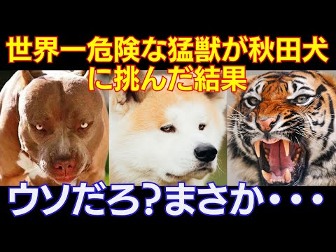 日本の秋田犬を甘く見たピットブルと猛獣である中国の虎が戦いを挑んだ結果・・・悲惨すぎる最期