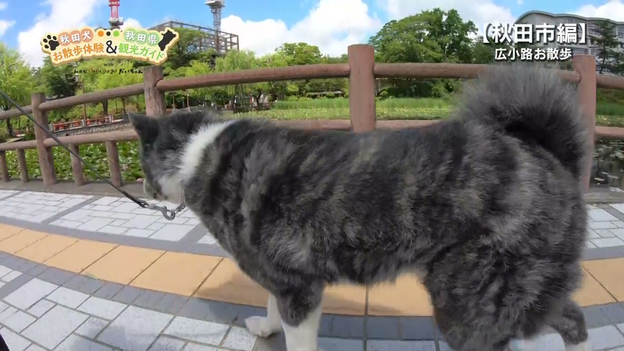 Go アキタ 秋田犬に会えるスポット 秋田県 Go アキタ 秋田犬に会えるスポット 秋田県