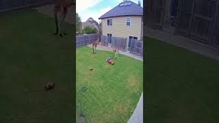 CCTV Footage: Kangaroo Jumps Fence and Attacks Child — Father Fights Back Heroically!🦘😱