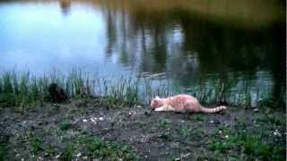 Trying to feed my catfish after sunset in solitude May 6 2012.