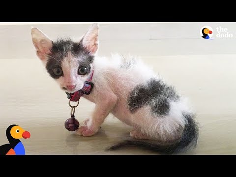 Video: Penduduk Lokal Marah Setelah Loitering Cat Dilarang Dari Toko Favoritnya