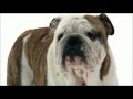 Dogs 101: English Bulldog の動画、YouTube動画。