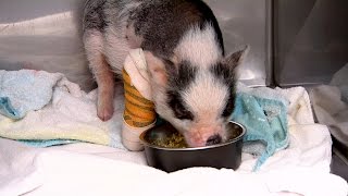 Tiny Pig Gets Tiny Surgery, Has to Wear Tiny Cast